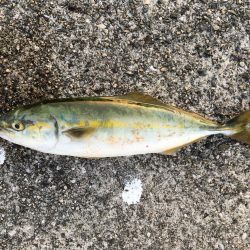 ポーアイ沖渋め